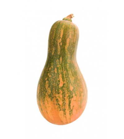 CALABAZA