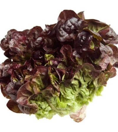 LECHUGA HOJA DE ROBLE (unidad)